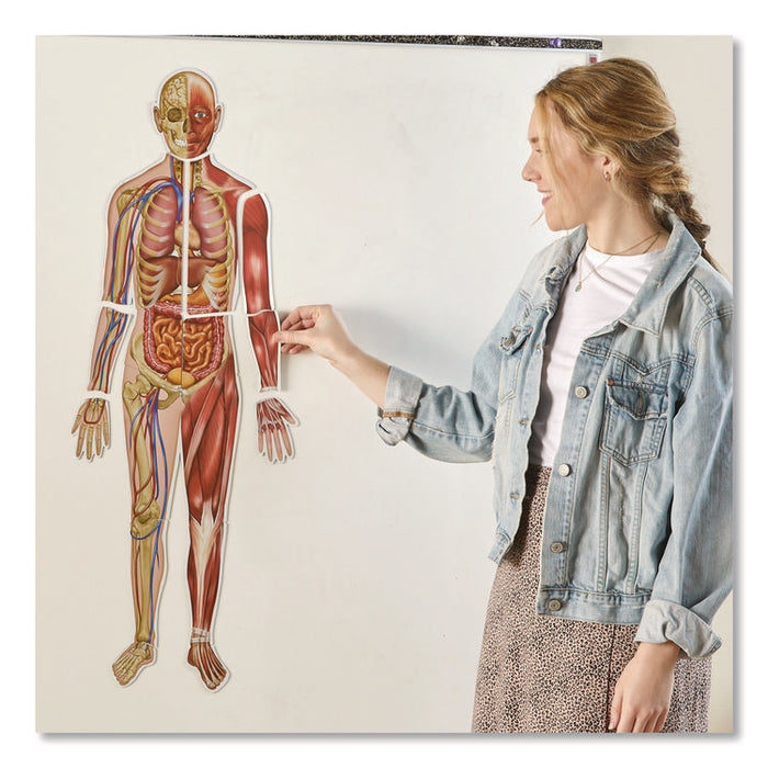 Double-Sided Magnetic Human Body, Grades K to 5, English/Spanish, Assorted Colors, 17 Pieces