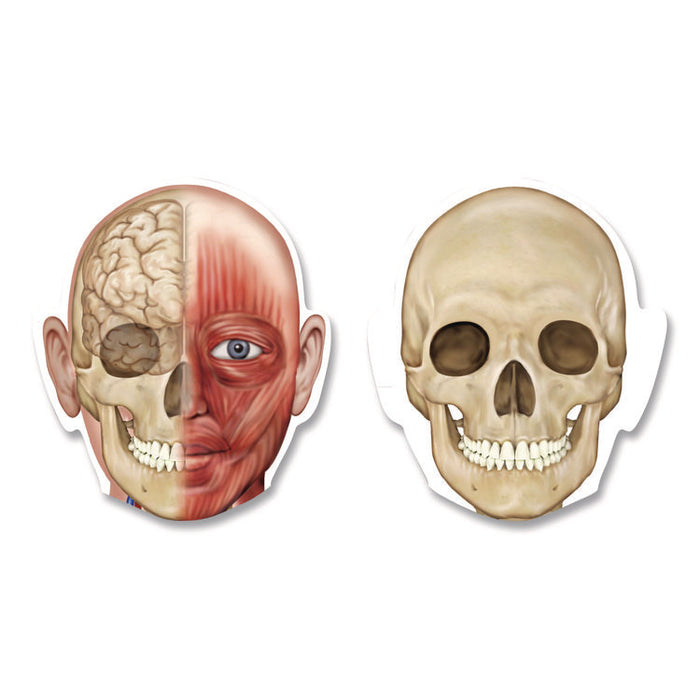 Double-Sided Magnetic Human Body, Grades K to 5, English/Spanish, Assorted Colors, 17 Pieces