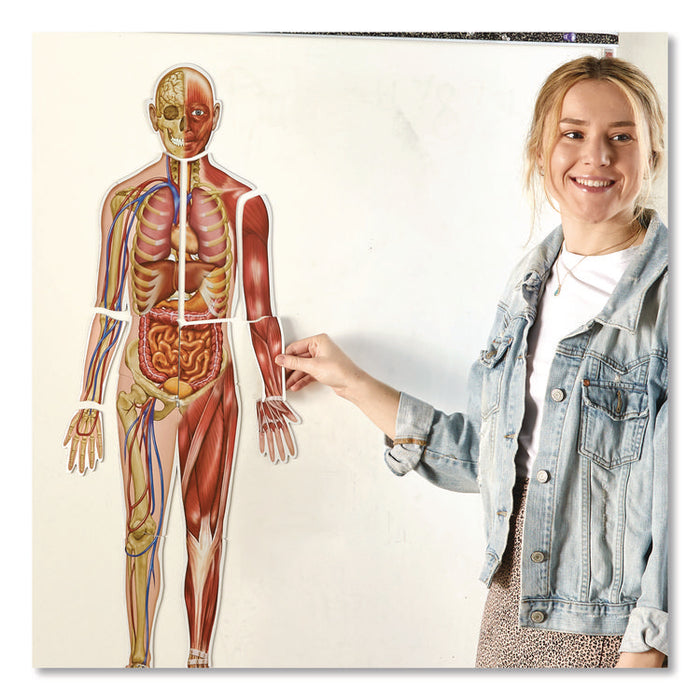 Double-Sided Magnetic Human Body, Grades K to 5, English/Spanish, Assorted Colors, 17 Pieces